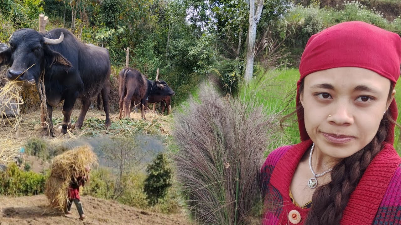 आजको हाम्रो काम  भनेको यस्तै हो😁🫣||Gaule jiban/village life style vlog 