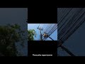 Utility pole making process @Telugutelecomtalks #telecom#utility #jobsearchtelugu #engineering
