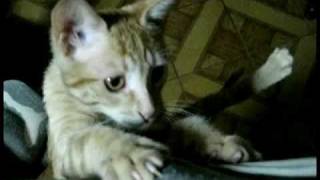 Version 3 of the video