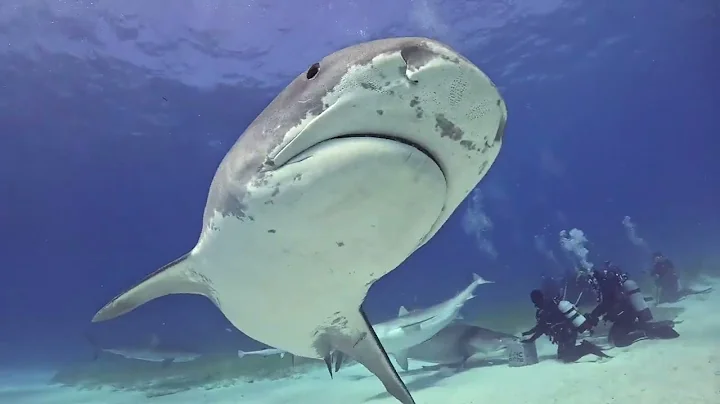 Diving with Giant Tiger Sharks at Tiger Beach, Bahamas! 😱🦈🌊