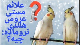 عروس هلندی | تشخیص مست بودن عروس هلندی نر و ماده