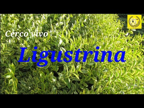 Cuidados de la Ligustrina |  Especial cerco vivo