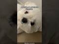 【抱かれ犬】マルチーズの可愛さがわかる1分解説