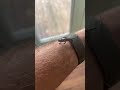 🦎 Our panther chameleon hatched today. 😬. #reptile #short. #shorts. #chameleon