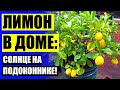 Посадка лимона в домашних условиях из косточки в домашних условиях ⚡ Как посадить лимонное дерево и