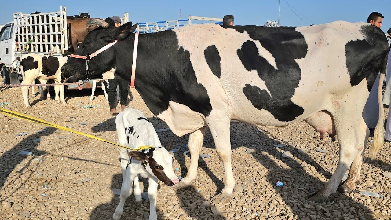 أبقار محافظة ديالى أبقار درجة إولى واحد على واحد