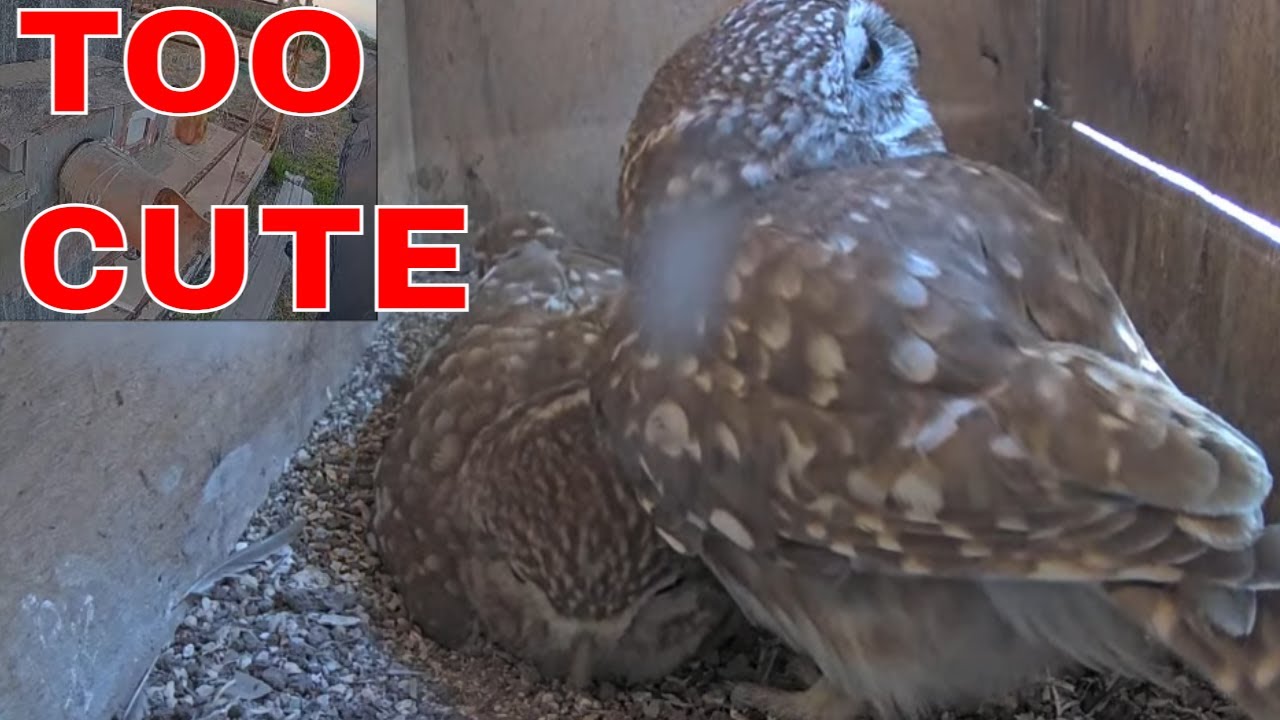 Cute little owl pair court inside their nest box