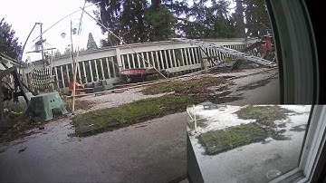 Cats, Jays, Squirrels and more