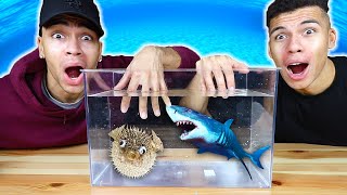 Was Ist In Der Box Challenge - Unterwasser Tiere Kelvin Und Marvin