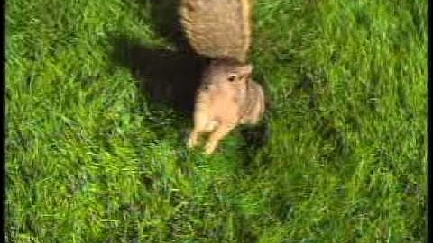 LeafGuard Gutters Commercial Squirrels Fight Back