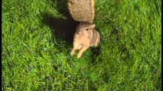 LeafGuard Gutters Commercial Squirrels Fight Back