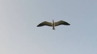Testing Autonomous Flight Mode in Gull Drone