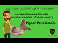 പ്രാവുകളുടെ ഏകദേശം വില  അറിയണോ ? | Pigeon Price In  Kerala Mukhi | Fantail | lahore