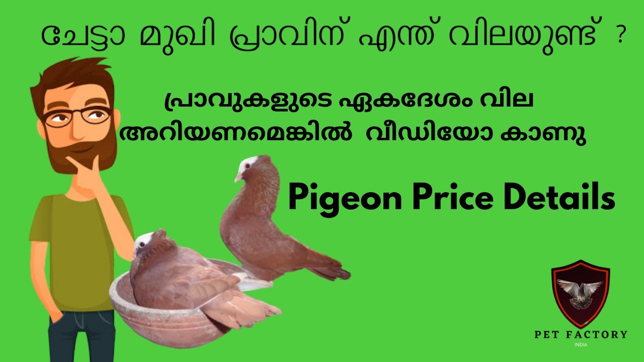 പ്രാവുകളുടെ ഏകദേശം വില അറിയണോ ? Pigeon Price In Kerala Mukhi