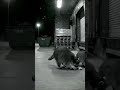 CUTE RACCOON 🦝😍 #shorts #animalshorts