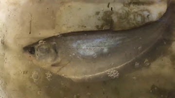 Câu Cá Trê, Thác Lác, Rô Đồng ( Giao lưu vs Anh Hải Cà Mau ) Fishing