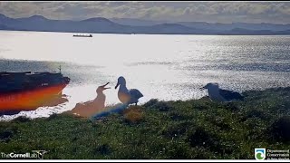 Royal Albatross ~ Tiaki & SSTrig's Big Squabble! LGL Surprise Lunch For Tiaki! 💕 8.14.21