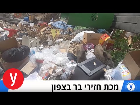 וִידֵאוֹ: ידידי בעלי חיים: הציל פיטבול מוצא נחמה אצל חזירי גינאה