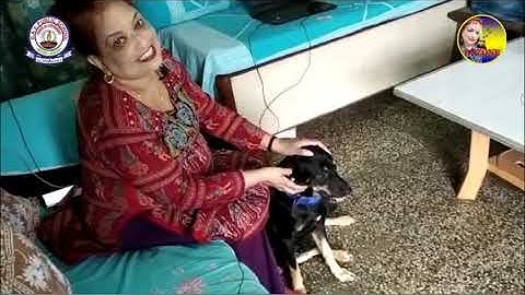 Class 2|EVS|Lesson 8|Animal World|Part 1|By Roseline David