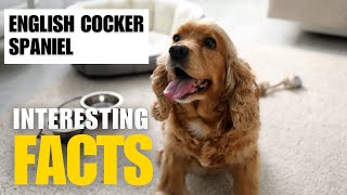 Most Interesting Facts About English Cocker Spaniel |Interesting Facts | The Beast World