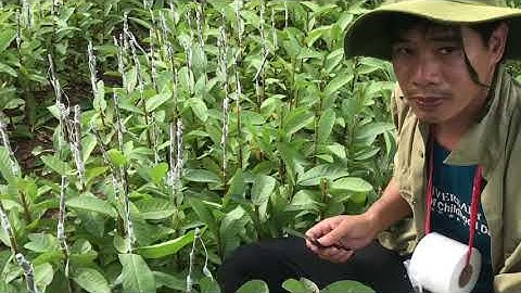 Ghép Ổi RuBy,kỹ thuật nhân giống ổi,Thang bom vlog