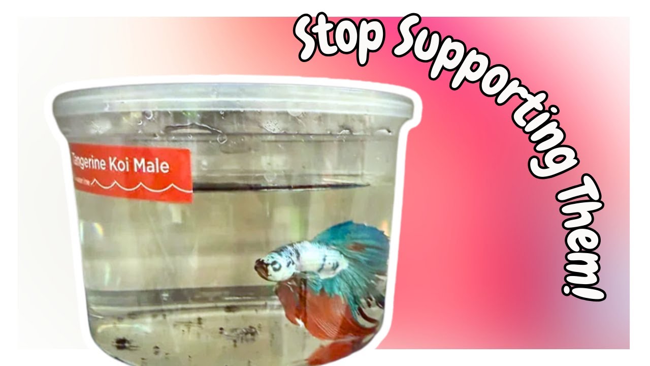 How To Avoid Supporting Big Box Pet Stores YouTube