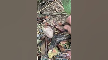 Cây sim rừng mini