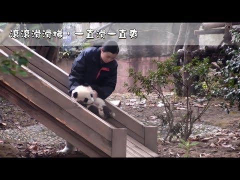 《熊貓主題趴》滾滾滑滑梯，一直滑一直爽 | iPanda熊貓頻道