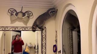 Raccoon Breaks Inside House and Hangs From Light Fixture in Bathroom to Hide From Humans - 1191926-2