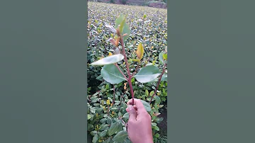 القات 