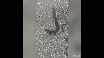 big eel fish hunting 800g câu lươn khủng tại Nhật Bản