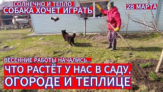 ЧТО РАСТЁТ У НАС СЕГОДНЯ В ТЕПЛИЦЕ , ОГОРОДЕ И САДУ 28 МАРТА . СОЛНЕЧНО И ТЕПЛО. СОБАКА ХОЧЕТ ИГРАТЬ