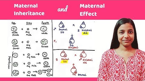 Maternal effect | difference between maternal inheritance and maternal effect