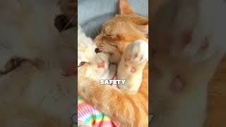 What Does Your Cat Feel When You Kiss Them? 😺 The Secret Meaning of Cat Love #shorts #shorts