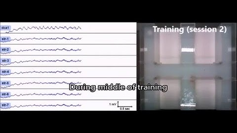 A Wireless EEG Recording Method for Rat Use inside the Water Maze