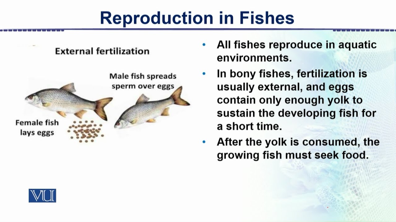 Reproduction in fishes animal form function 2 theory zoo517t