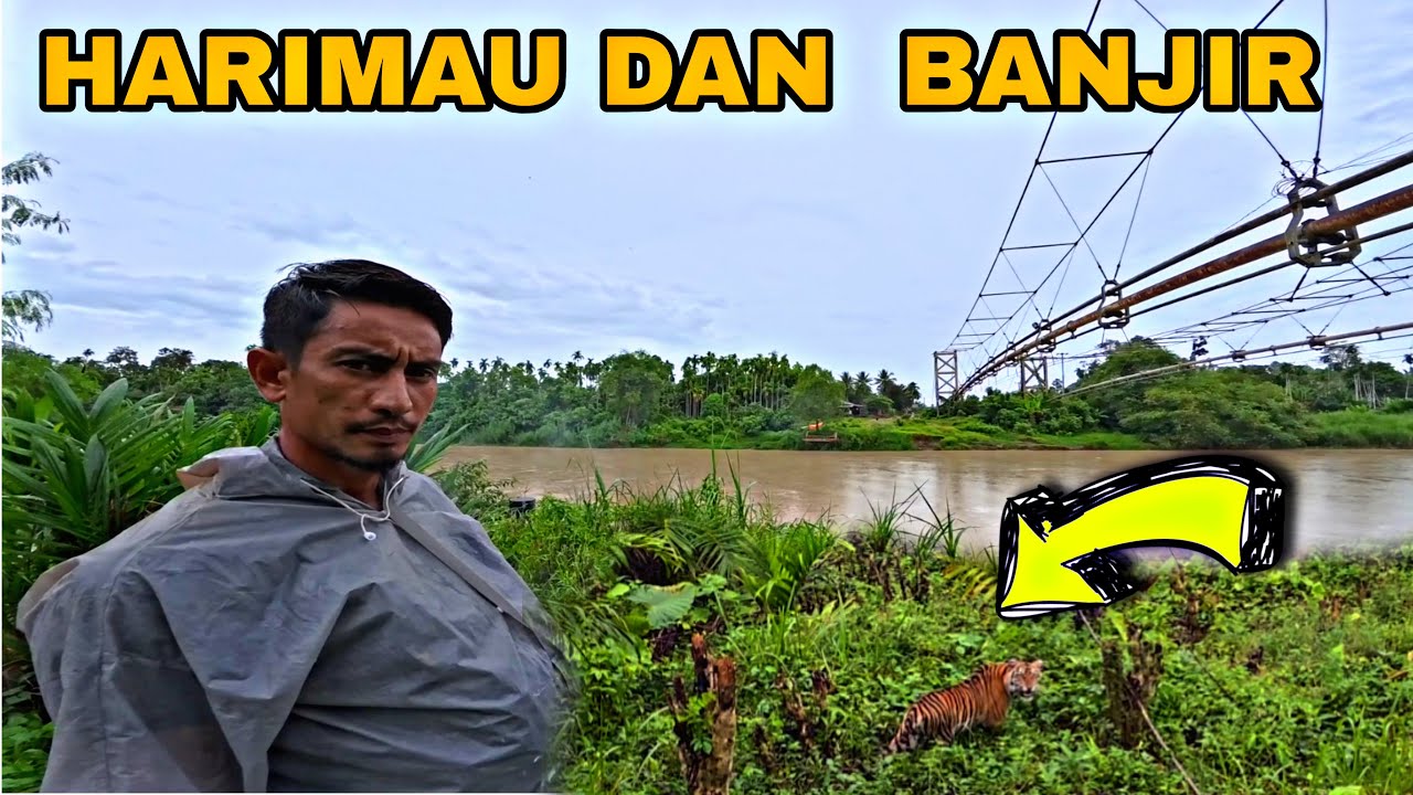 Dokumentasi Full HARIMAU SUMATRA 2 hari Sebelum kejadian di ACEH || Datang mebawa tanda