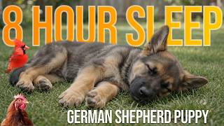 8 Hours Puppy Sleeping. 🐶 Soft Piano Music, Birds 🎵 Relaxing Vibes 🐦Separation Anxiety Relief 💖 screenshot 5