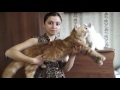 ЛИРИКУМ Ясен Красен  ласковый огромный котенок мейн-кун 3,5 месяца