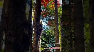 Fall , The Leaves Are Changing Fast, Peanut Butter Club , By R Conyard