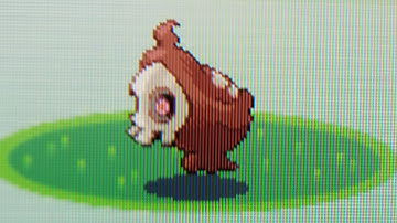 LiVE! SHiNY DUSKULL AFTER 684 RE