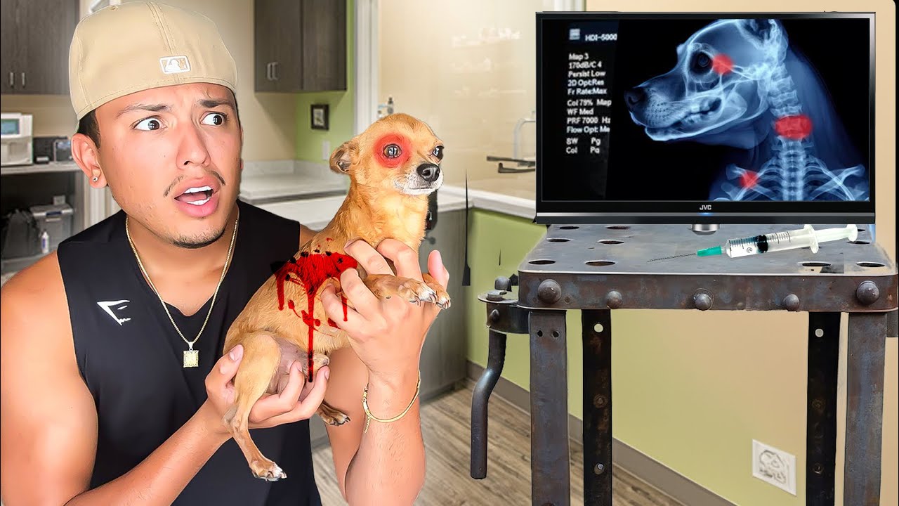 НА МОЮ СОБАКУ НАПАЛИ..