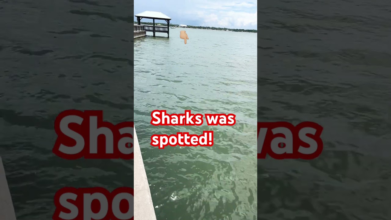 The sharks was spotted this morning in our fishing area 🦈