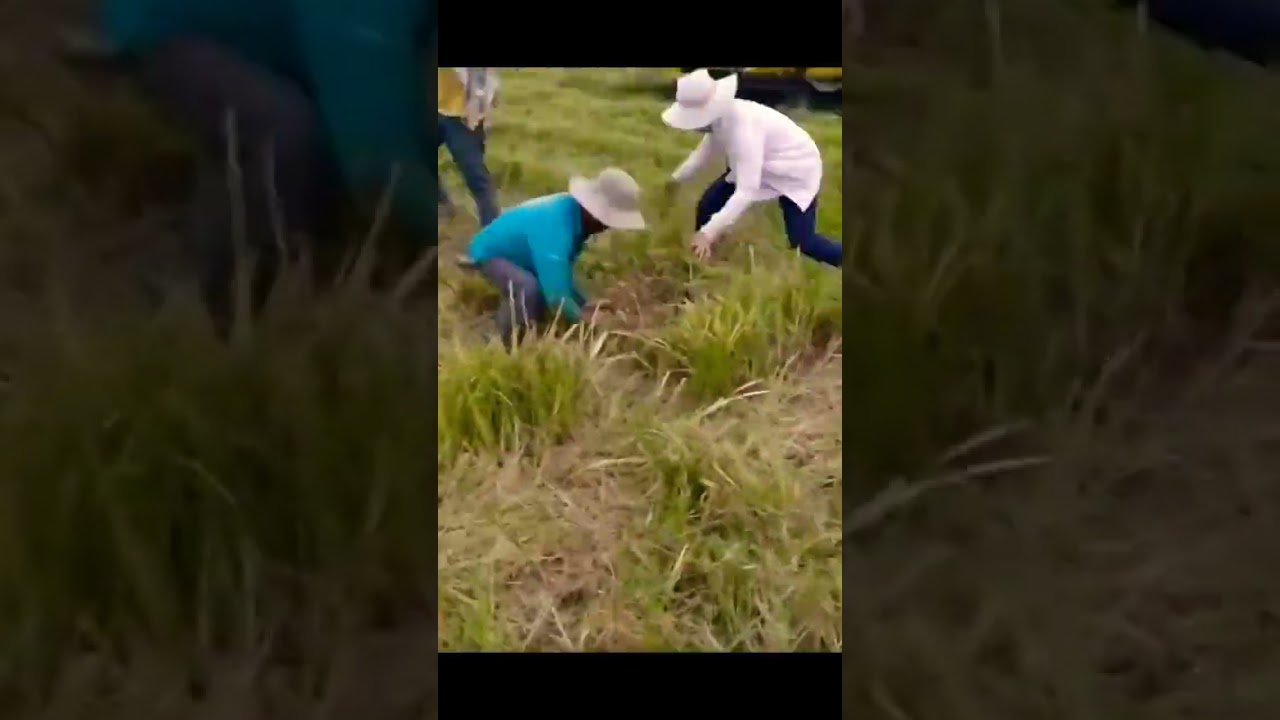 Amazing way to catch mouse 