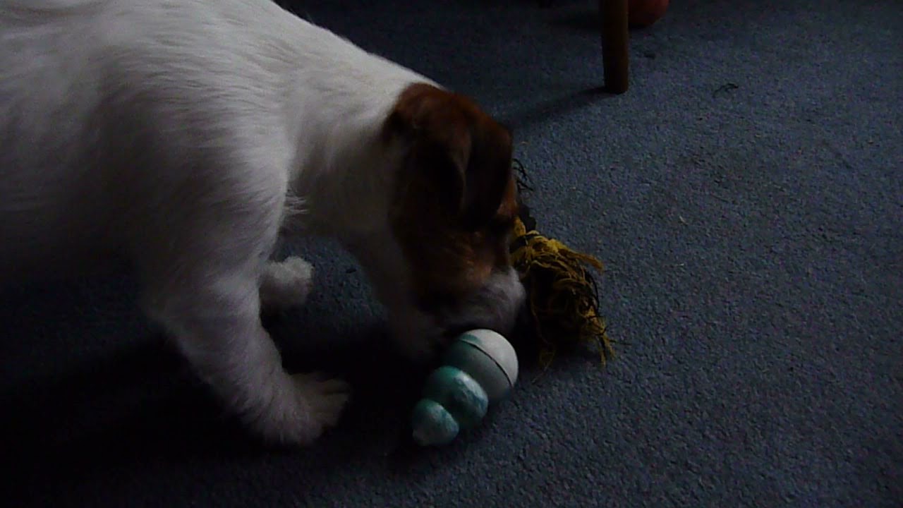 MILO'S STORY- PLAYING WITH HIS KONG TOY