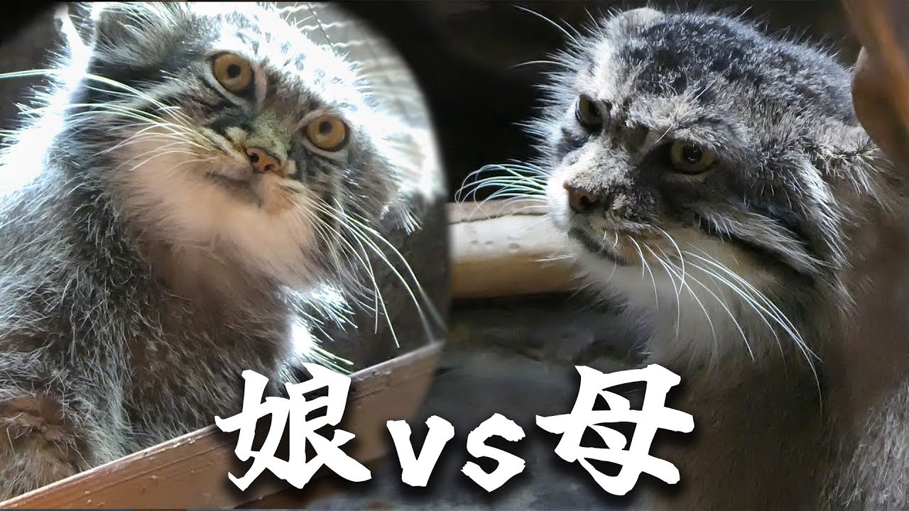 Дочь кошки Палласа находится в состоянии бунтарства? Абрикоза против матери-примулы [зоопарк Уэно]