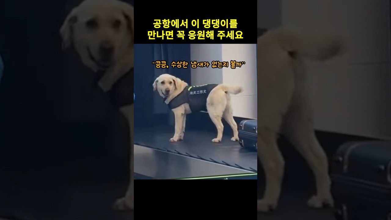공항에서 이 댕댕이를 만나면 꼭 응원해 주세요.