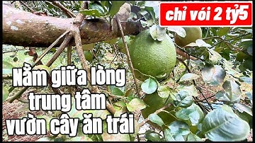 cô ba tuổi già sức yếu, cần bán mảnh đất vườn cây ăn trái đầy  tâm huyết nằm ngay trung tâm