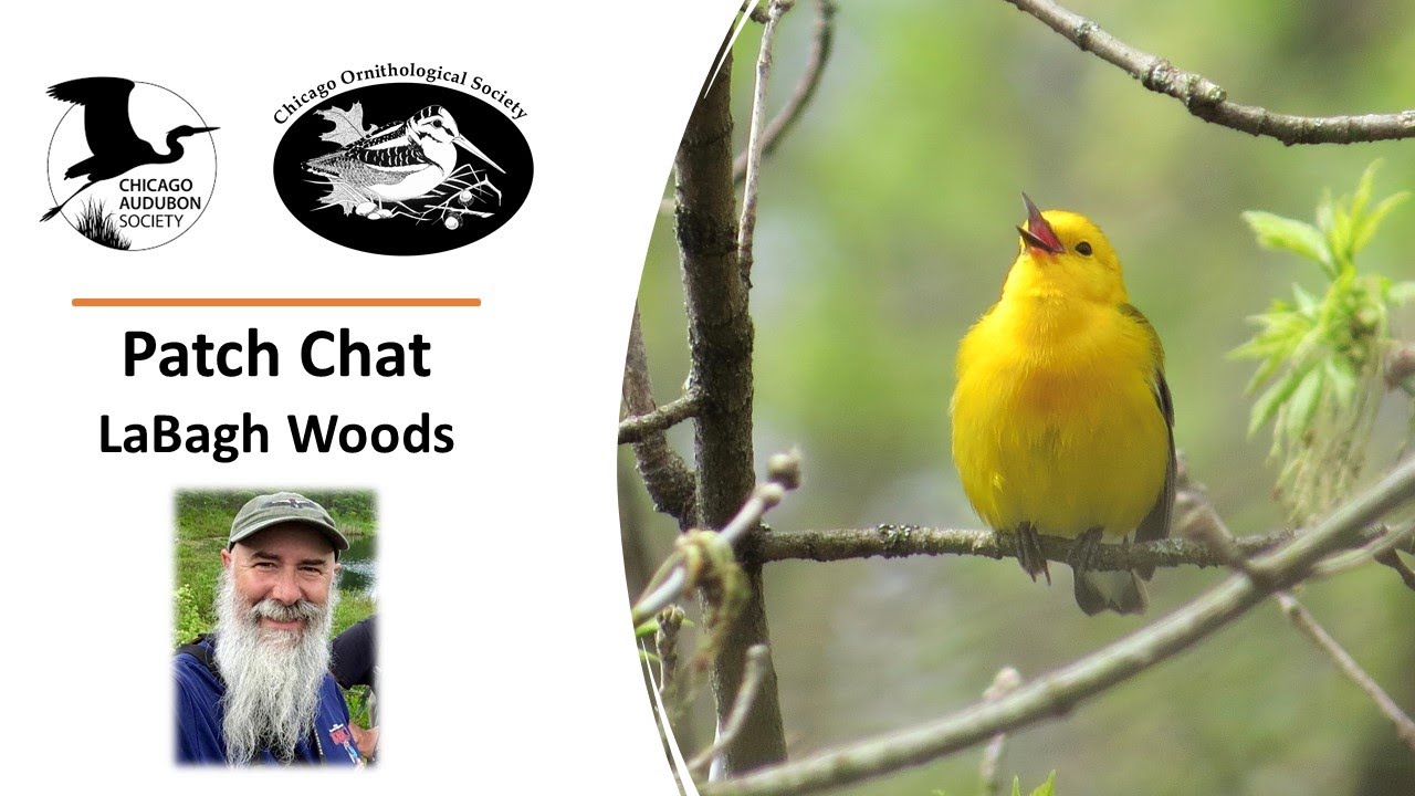 Patch Chat: LaBagh Woods