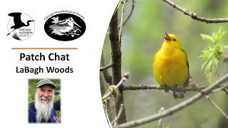 Patch Chat: LaBagh Woods